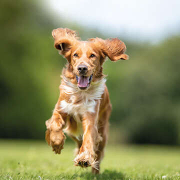 Hund 360x360